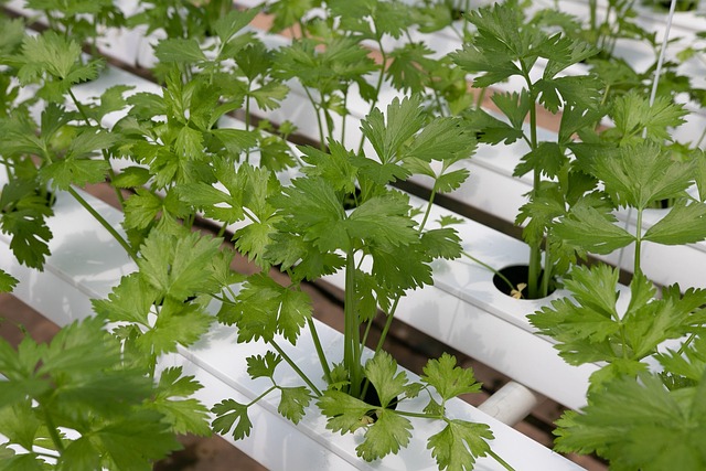 水耕栽培キットで育つ新鮮な野菜