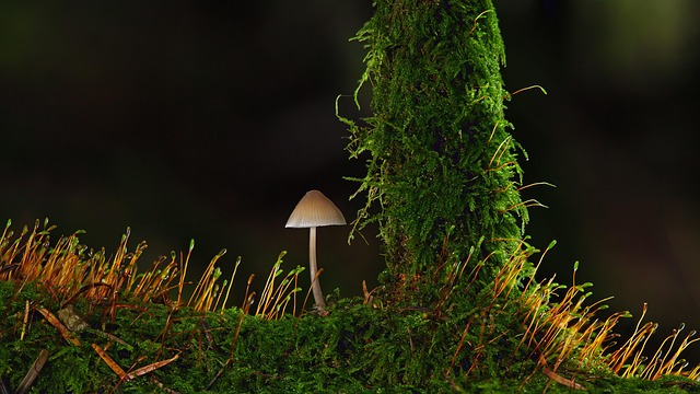 苔テラリウムに関する疑問を解決するイメージ