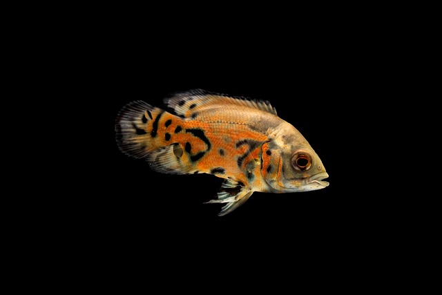 水槽の中を優雅に泳ぐ熱帯魚と水草の美しい風景