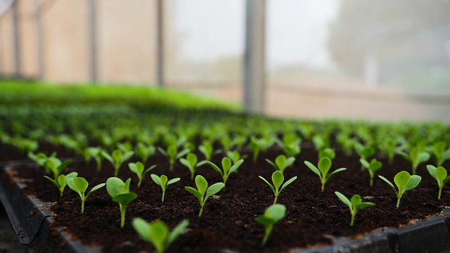 成長する植物とガーデニングツールのイメージ