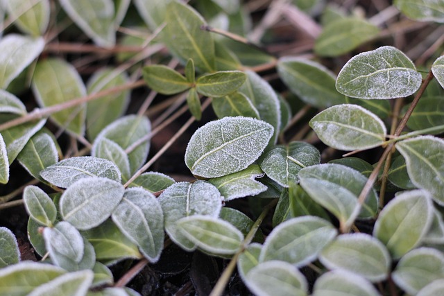 ステップアップを示す階段や、成長する植物とアプリ画面