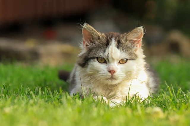 猫の飼育用品が並べられた部屋