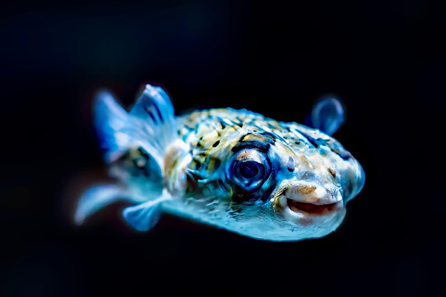 水槽の中でゆったりと泳ぐカラフルな熱帯魚たち