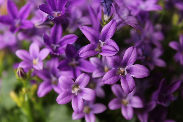 リビングに置かれた美しい観葉植物
