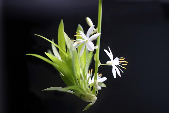 観葉植物と様々な種類の肥料が並べられたイメージ