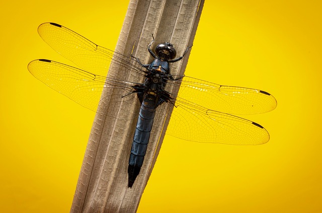 キャンプナイフを安全に扱うための注意を促すイラスト