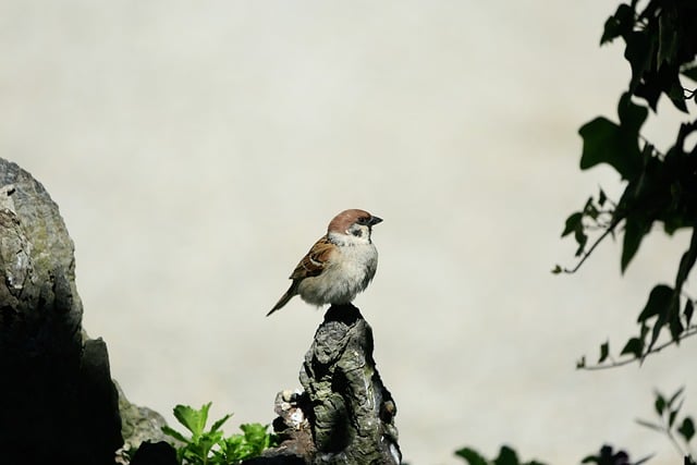 野鳥観察の準備をする人