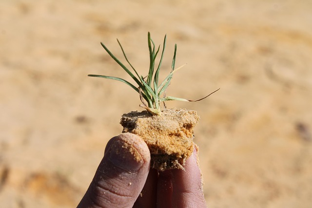 削りたての鰹節が盛り付けられた料理と鰹節削り器
