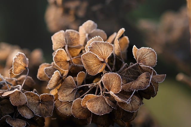 しおれてしまった観葉植物と心配そうな手